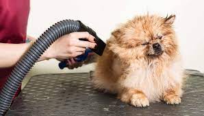The Lowdown on Dog Blow Dryers: Types and Top Contenders