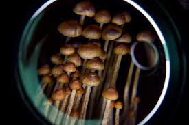Shrooming Pursuits: Unveiling the Fungus Kingdom in DC
