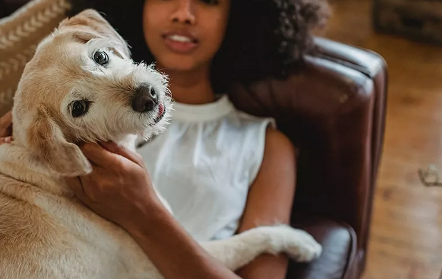 Find Your Nest: Pet-Friendly Apartments Tailored for You