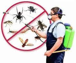 Exterminator Services: A Solution for Stubborn Pest Infestations