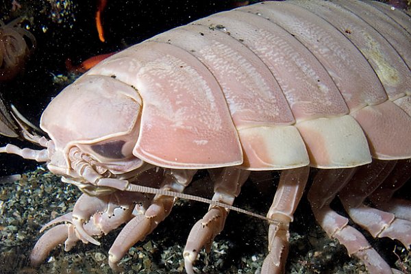 Exploring the Oddities of Rubber Ducky Isopods