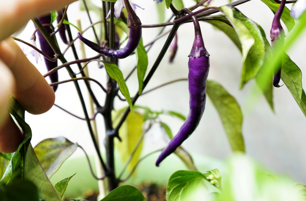 From Purple Cayenne Pepper to Hot Sauce: DIY Culinary Adventures