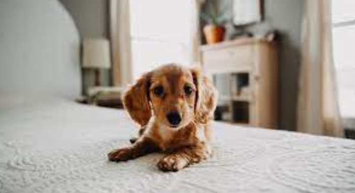 Eau Claire Luxury & Pet-Friendly Bliss