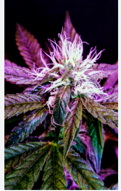 CBD Bud: The Gentle Path to Tranquility