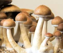 Shrooms DC: An Odyssey of the Psyche