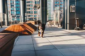 Pawsitively Perfect: Dog-Friendly Luxury Apartments in Fort Collins