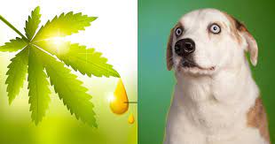 Healthy and Happy: CBD Treats for Your Furry Friend