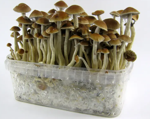Unlocking Perception: Exploring Magic Mushrooms in DC