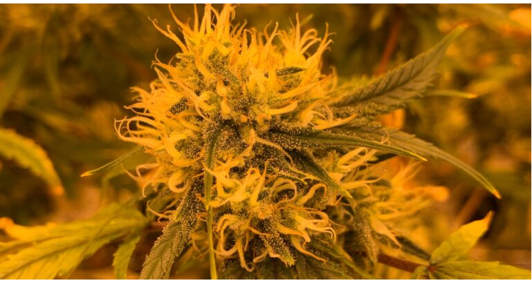 Cherry Blossom Buds: DC’s Finest Cannabis
