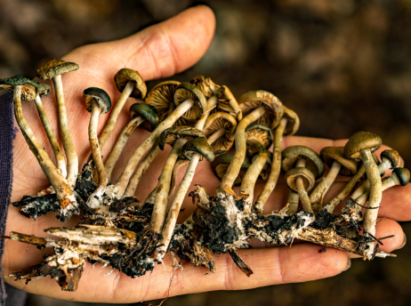 DC Shrooms: An Rising Tendency in Alternative Treatment method