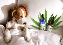 Pampering Pooches: CBD-Enhanced Treats for Happy Tails