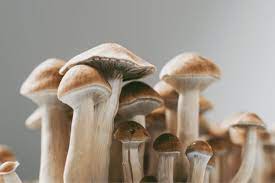 Fungi Fantasy: Unveiling the Magical World of Mushroom Gummies